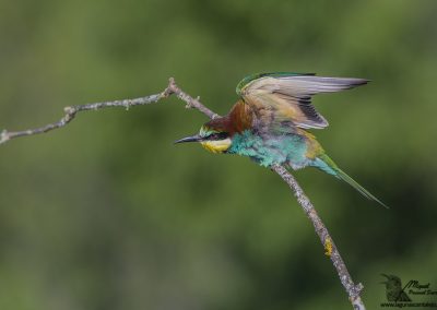 Bee-eater (Merops apiaster) 4