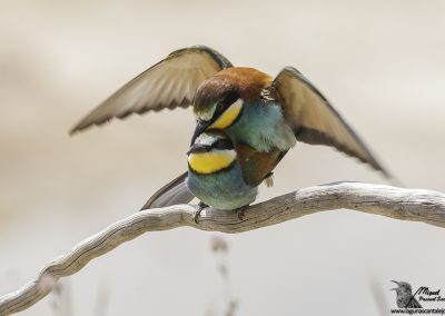 Bee-eater (Merops apiaster) 7