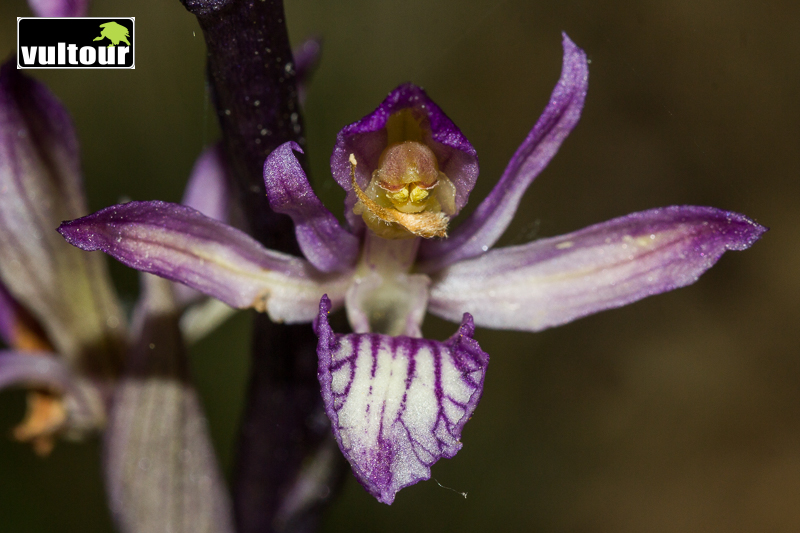Taller de orquídeas (1)