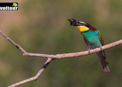Bee-eater (Merops apiaster) 2