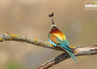 Bee-eater (Merops apiaster) 8