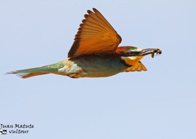 Bee-eater (Merops apiaster) 9