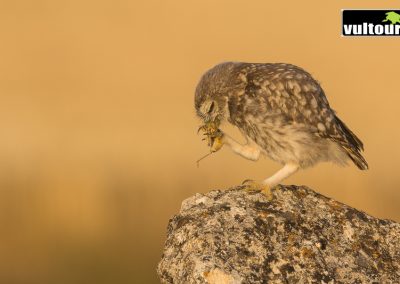 Hide mochuelo europeo (Athene noctua) - Little Owl Hide (6)